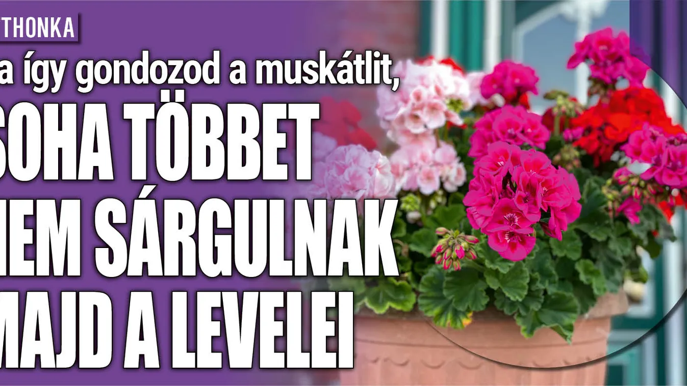Ha így gondozod a muskátlit, nem sárgulnak majd a levelei