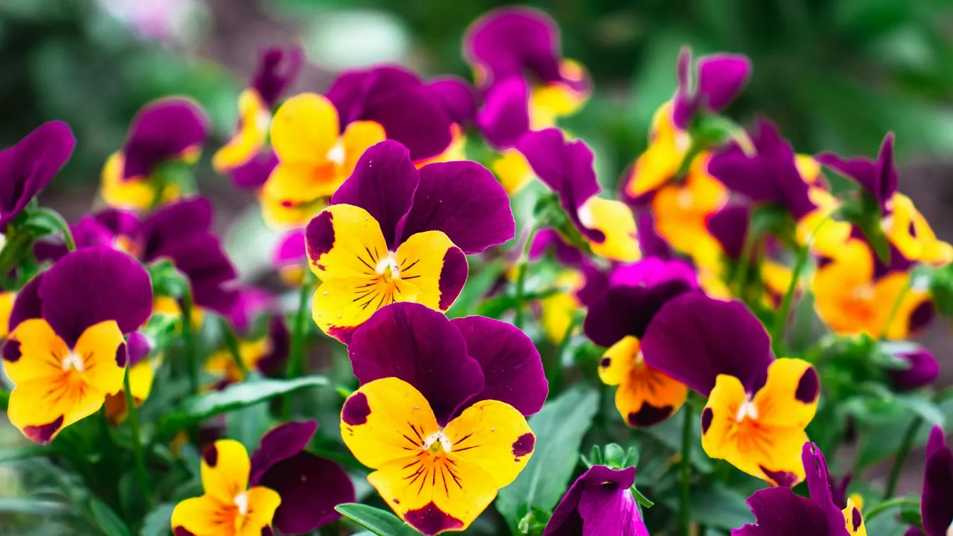 Így lesz virágáradat a kertedben az egynyáriaktól