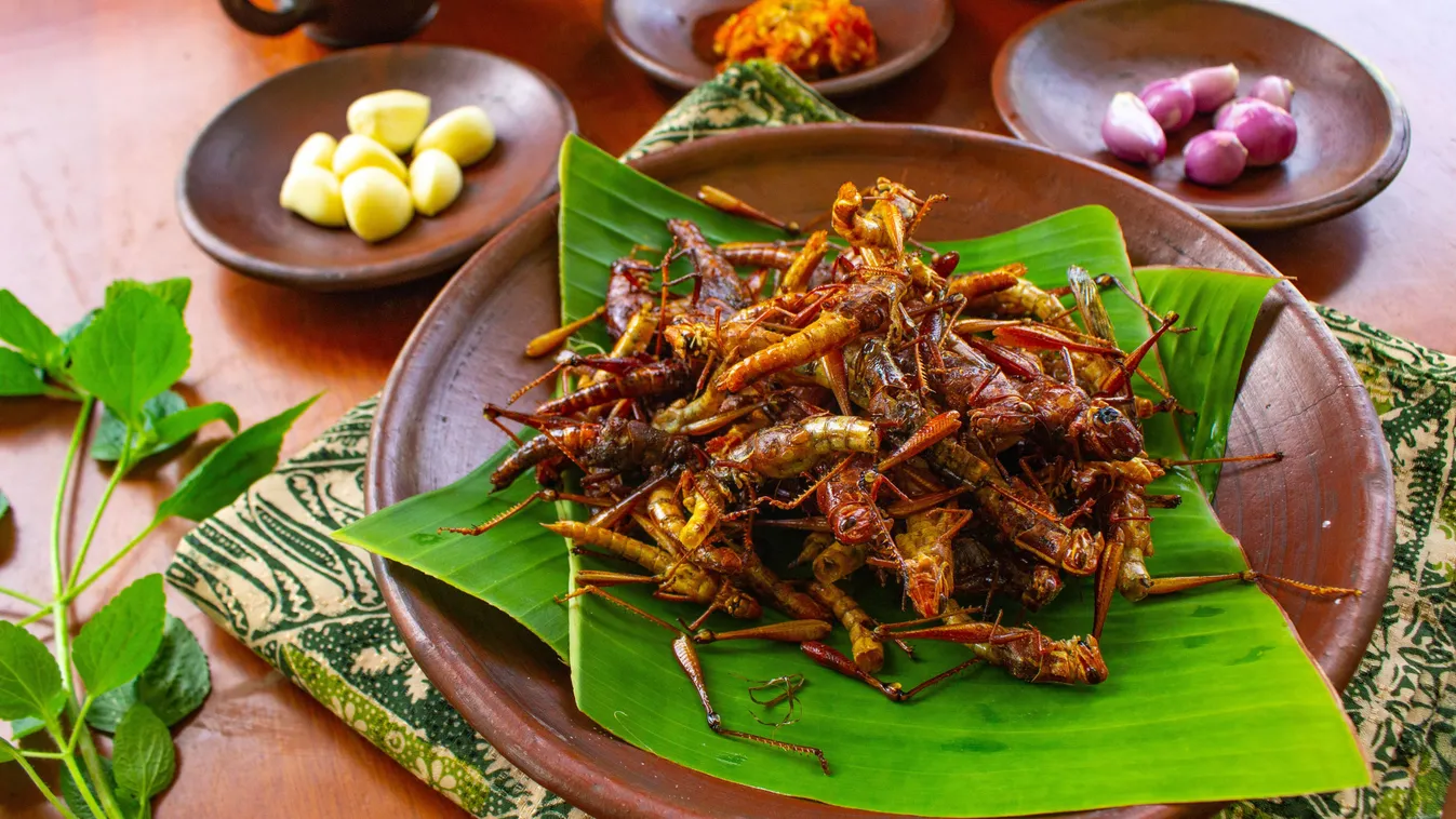 A rovarevés luxuscikk lesz