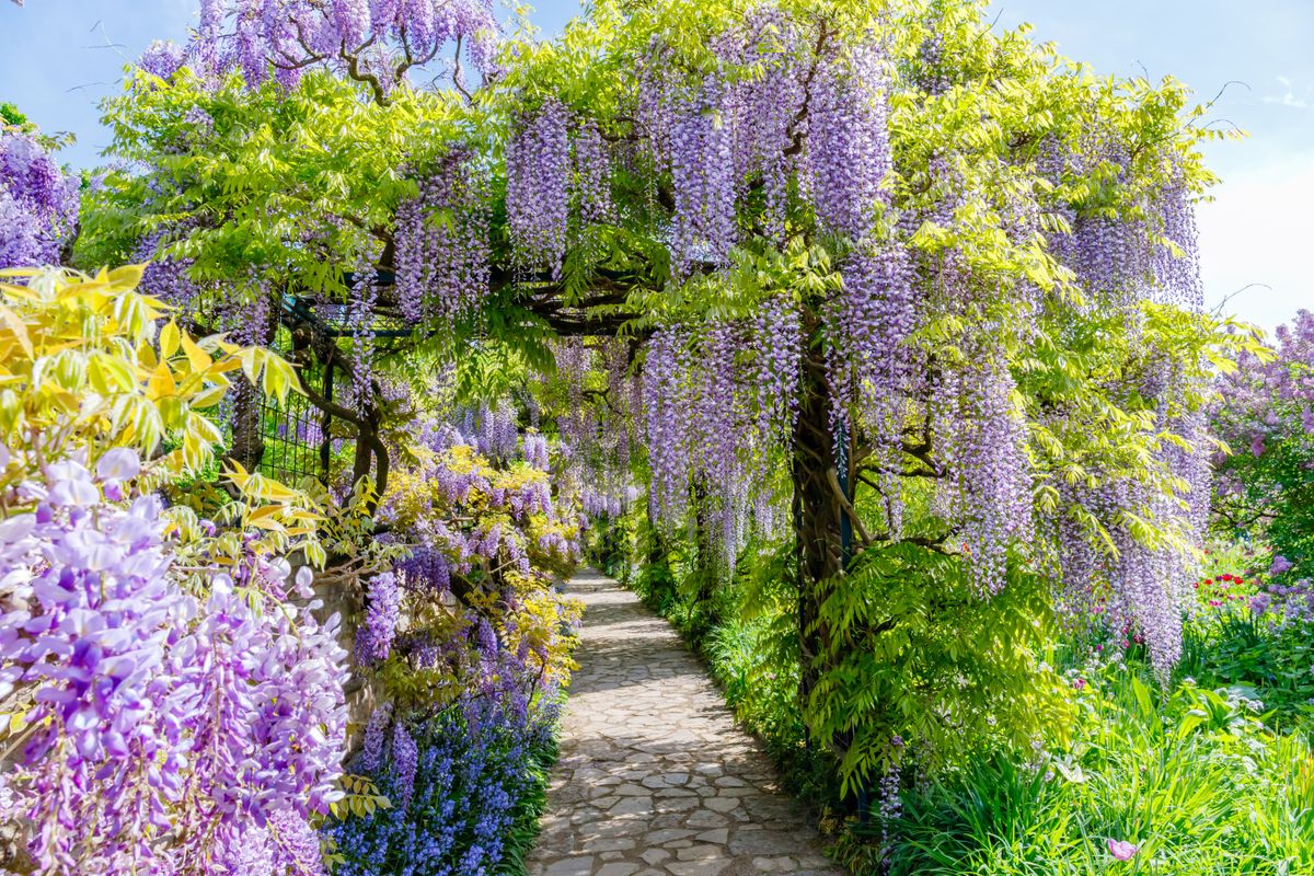 Wisteria,Blooming,Alley.,Natural,Wisteria,Flowers,In,Park.