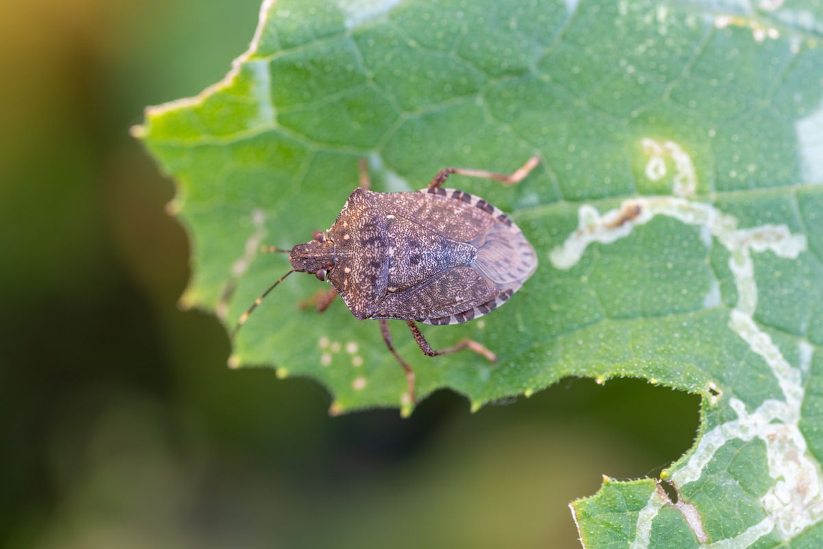 Brown-marmorated,Stink,Bug,(halyomorpha,Halys),On,Zucchini,In,Japan,In