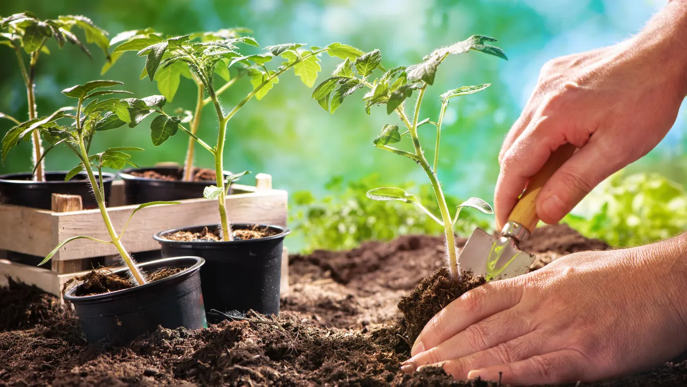 Így ültesd el a paradicsomot, hogy bőséges termés legyen