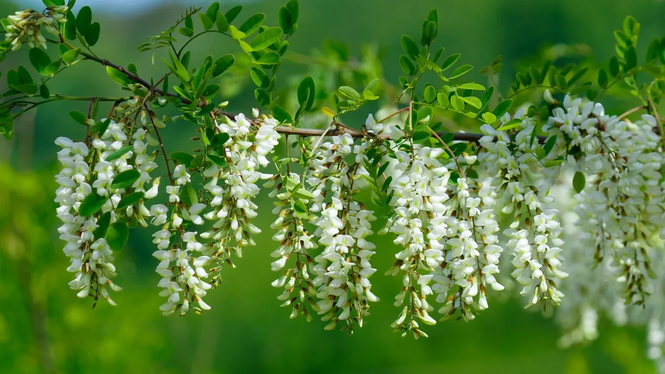 Most szedd az akácvirágot! Gyógyító ereje van!