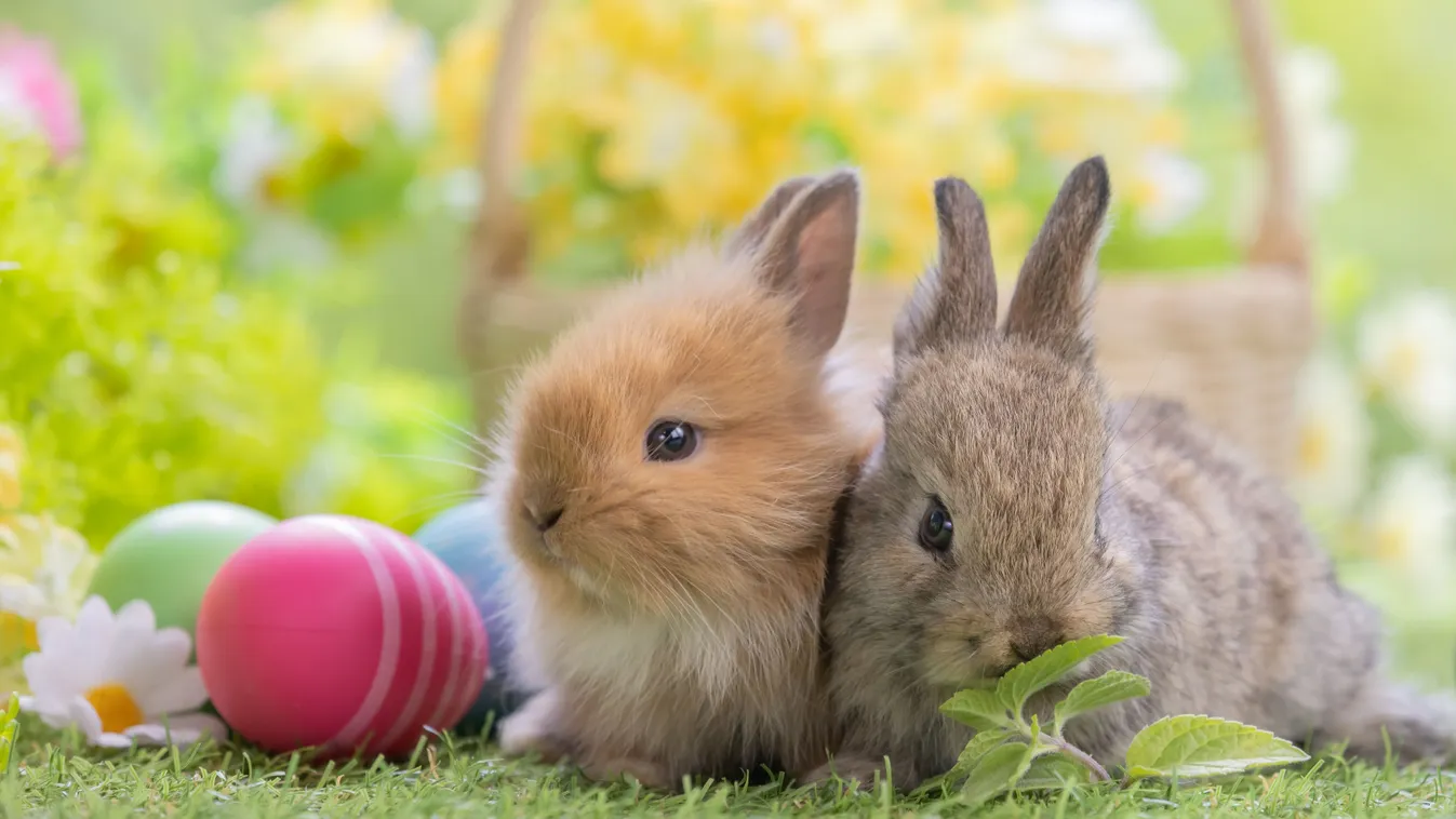 15 ezer tojásból sütnek rántottát húsvétkor