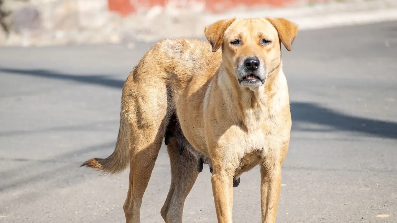 Szívszorító: Már csak a kutyája holttestét simogathatta meg