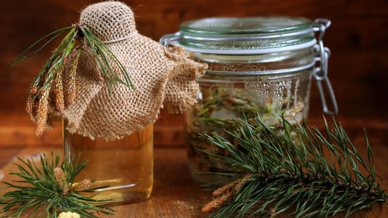 Itt az idő, most készíts gyógyító fenyőrügy szirupot