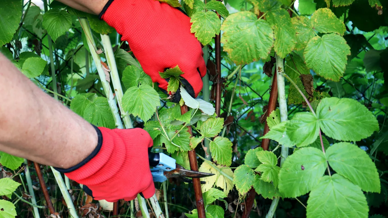 Mutatjuk, mit kell tenni most a málnával, hogy nyáron szuper termés legyen