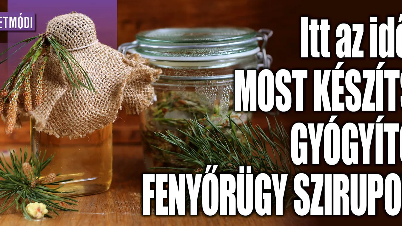 Itt az idő, most készíts gyógyító fenyőrügy szirupot
