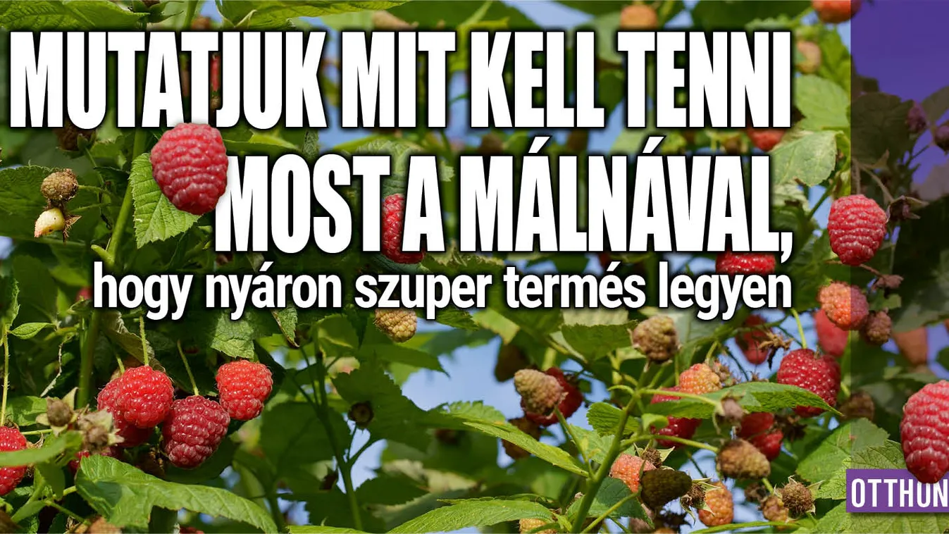 Ezt tedd most a málnával, nyárra szuper termés lesz