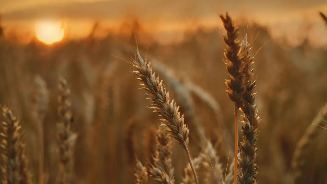 Nagy az esélye, hogy bejön a Vilmos napi jóslat