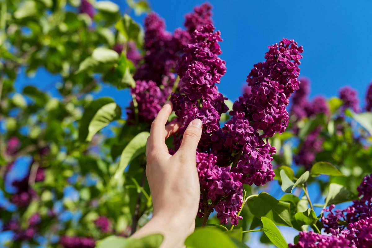 Branches,With,Blooming,Lilacs,On,Bush,,Woman's,Hand,Touching,Flowers,