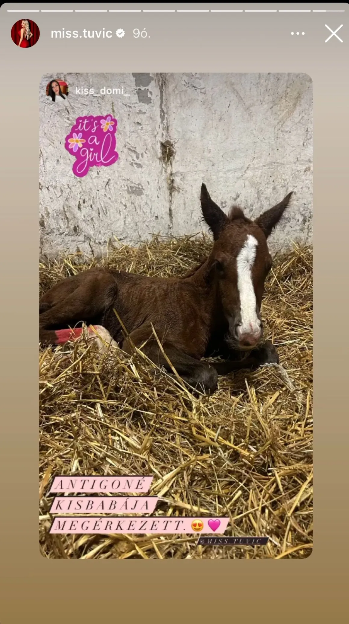 Tuvic Aleksandra újszülött lova