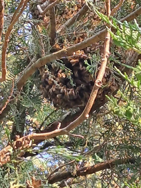 Az érdi család rögtön a házba menekült, amint meglátta a rajt /