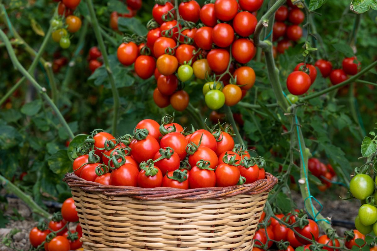 Different,Tomatoes,In,Baskets,Near,The,Greenhouse.,Harvesting,Tomatoes.