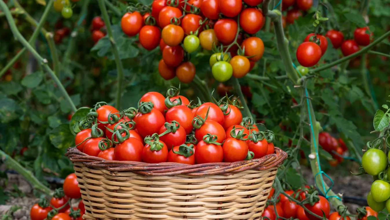 Ezt kell most tenned a paradicsommal, ha bőséges termést szeretnél