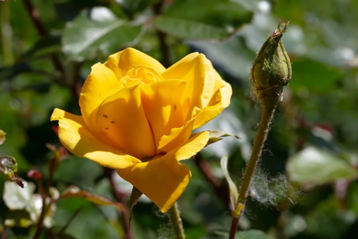 Blossom,Of,A,Rose,With,Lice