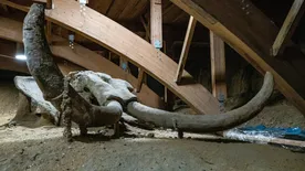 Elképesztő felfedezés egy osztrák borospincében, ez mindent megváltoztathat