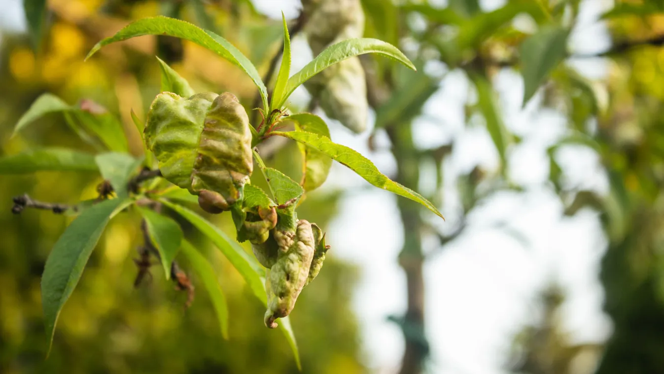 Fodrozódik az őszibarack levele? Így mentsd meg a termést