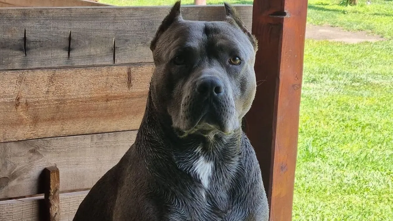 Szellemkutya védi a bajai család otthonát