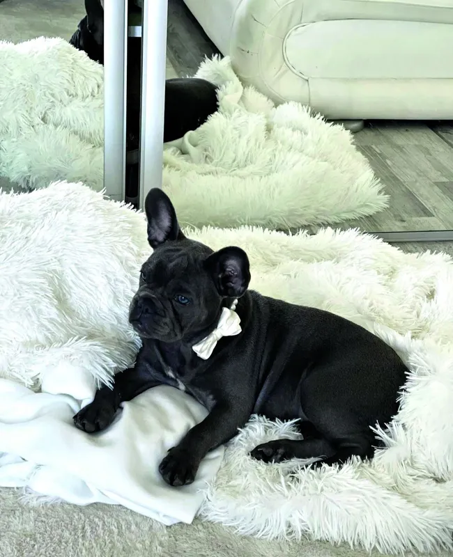 HOT FELTÖLTÉS Kőgazdag Herceg Csabi és a kutyája, Coco, akinek festik a körmét és kókuszolajjal kenik a talpát - RIPOST