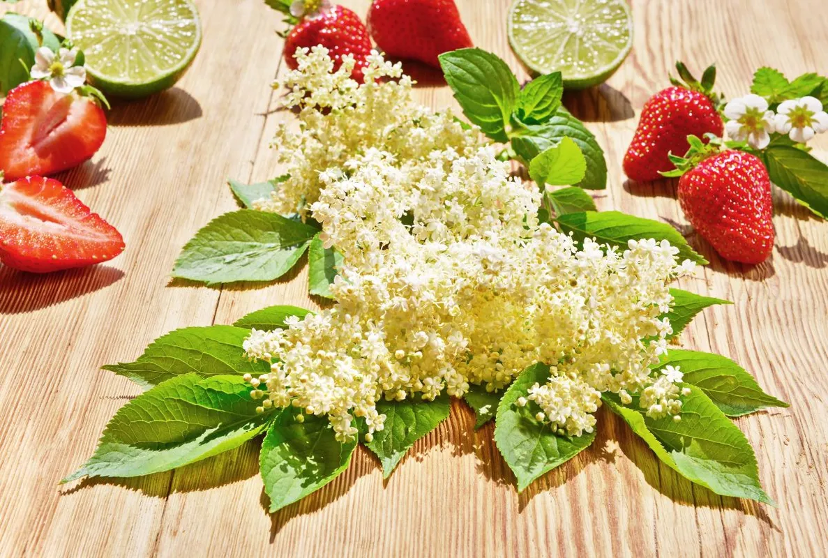 Fresh,Elderberry,Blossom,In,Summertime