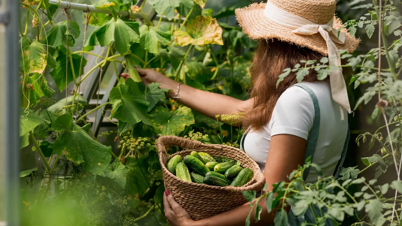 Így gondozd az uborkát, ontani fogja a termést nyáron