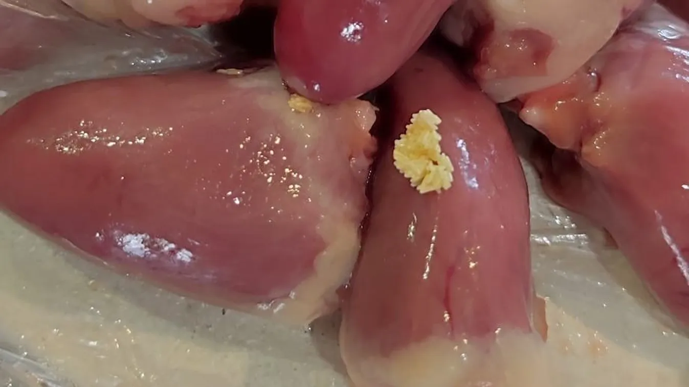 Horror a multinál, rovarok és petéik lepték el csirkehúst