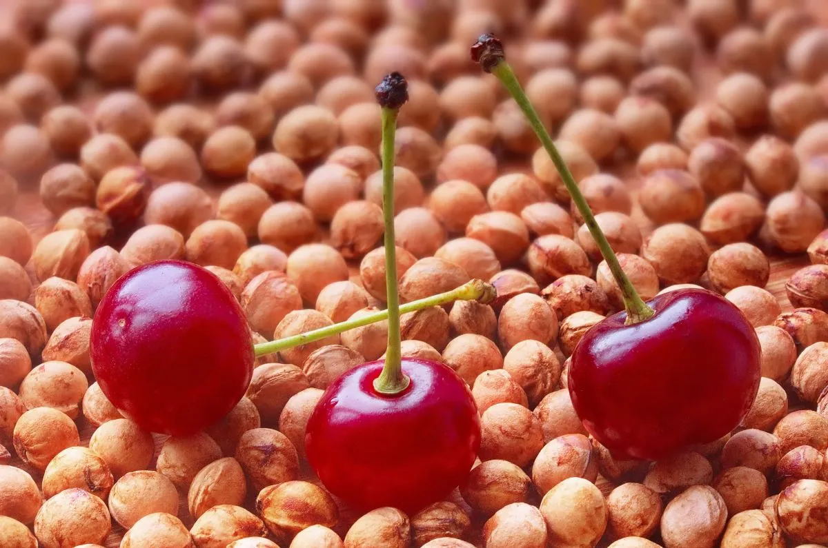 Three,Ripe,Juicy,Cherry,Fruits,Located,On,Dry,Cherry,Seeds.