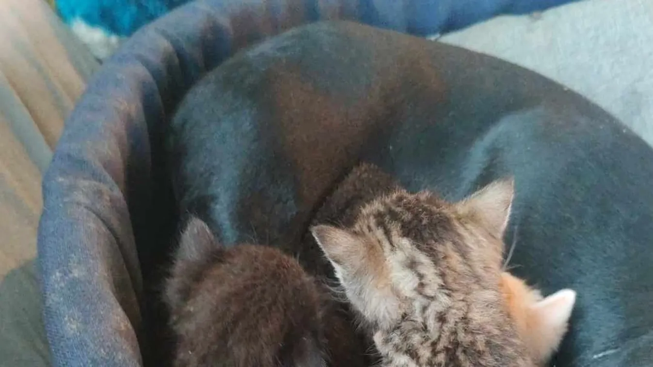 Tacskó szoptatja az árva macskákat Baracskán - Videó