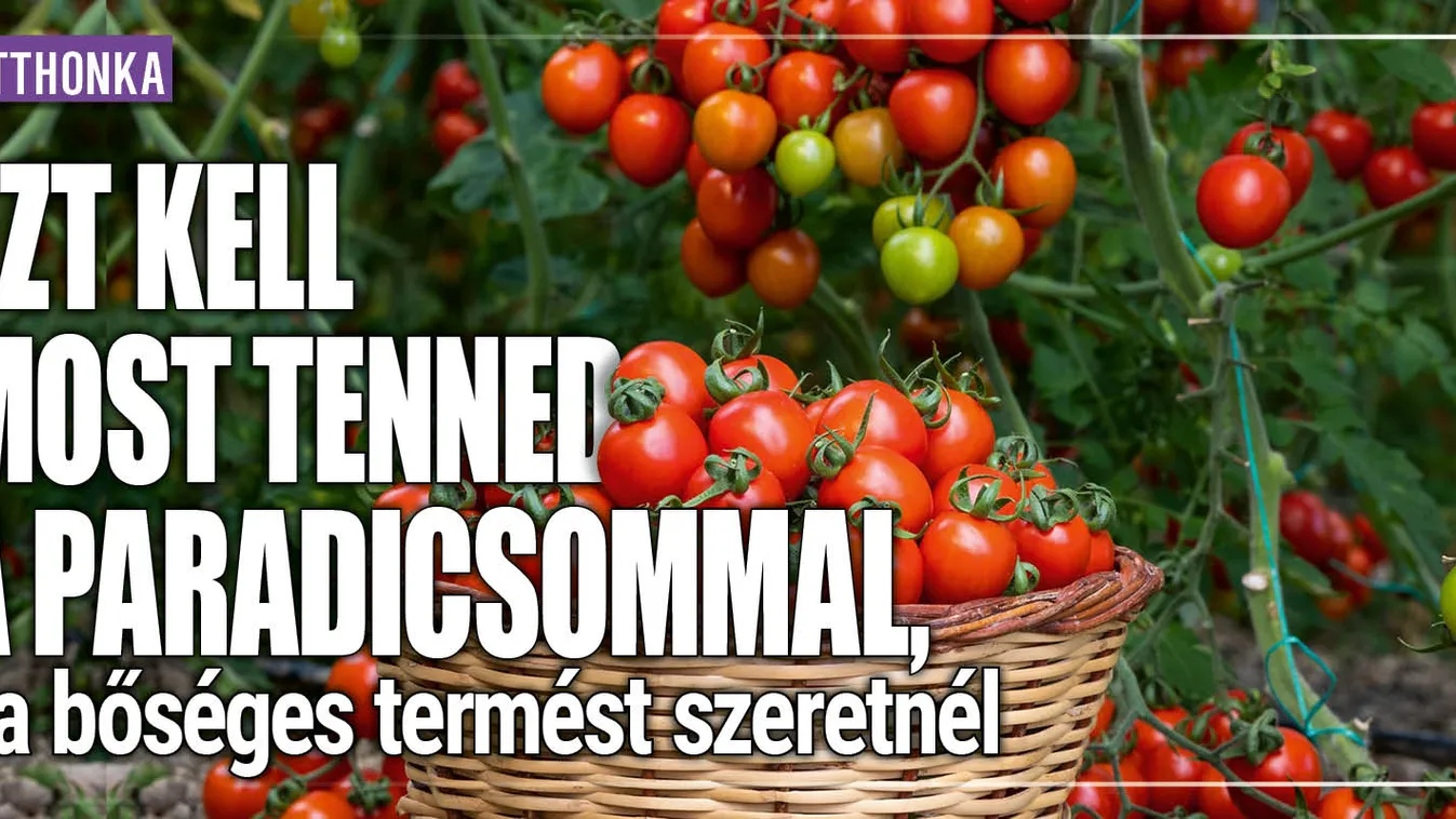 Ezt kell most tenned a paradicsommal, bőséges lesz a termés