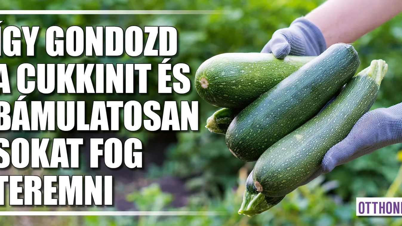 Így gondozd a cukkinit, és bámulatosan sokat fog teremni