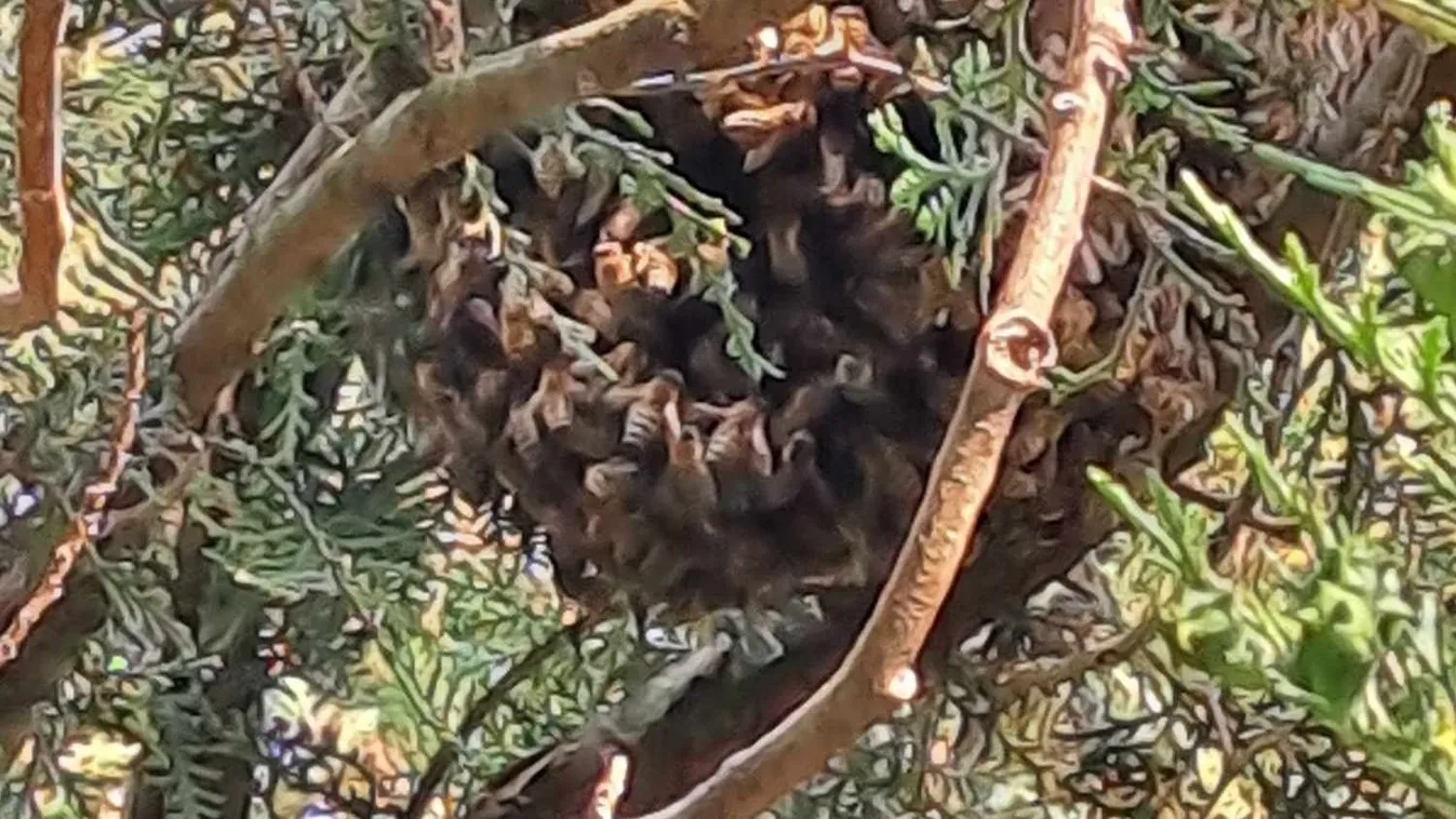 Méhraj költözött egy érdi család kertjébe - Fotó