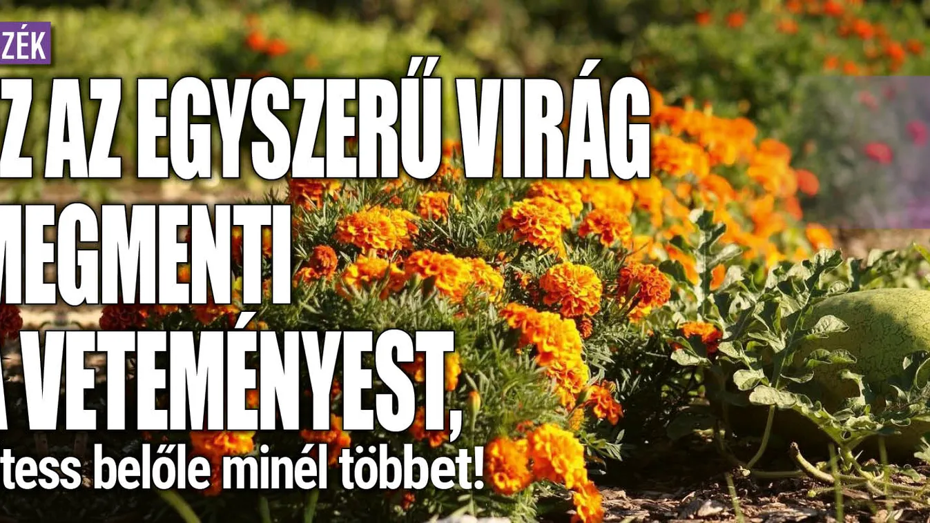 Ez az egyszerű virág megmenti a veteményest