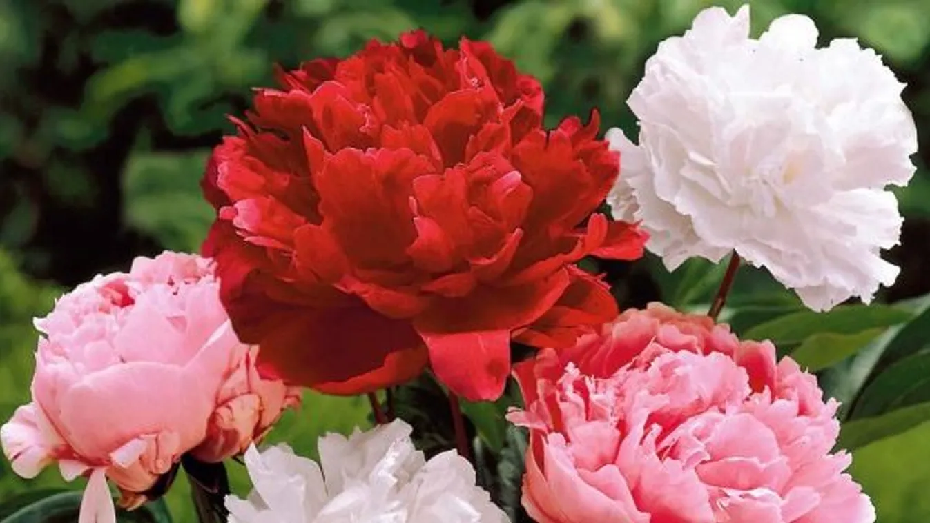 Így lesz dúsan virágzó a pünkösdi rózsa!