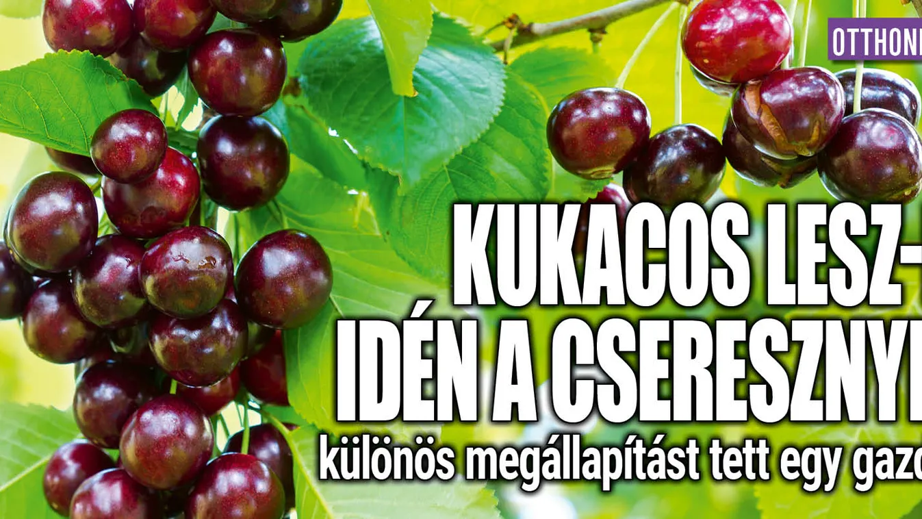 Kukacos lesz-e idén a cseresznye?