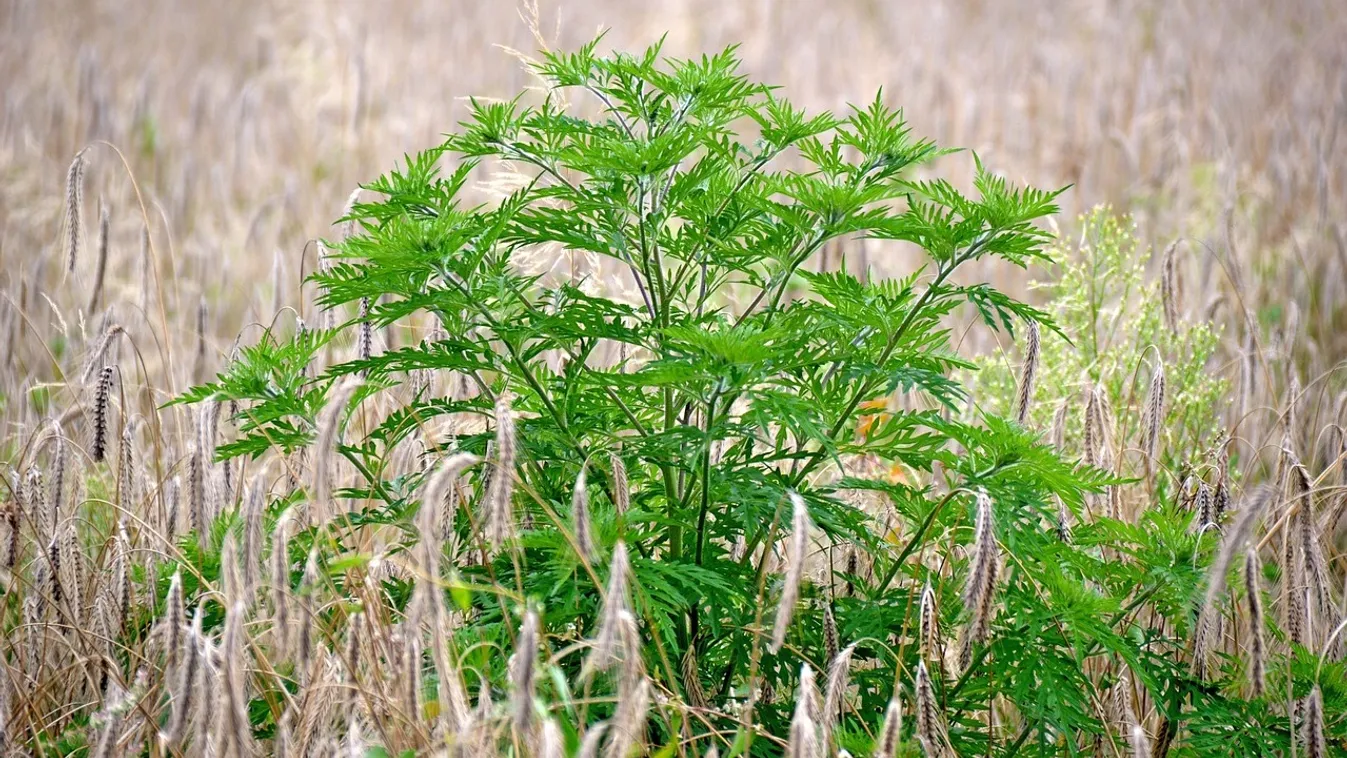 Kiderült, kinek kell intézkedni a házat ellepő gaz miatt