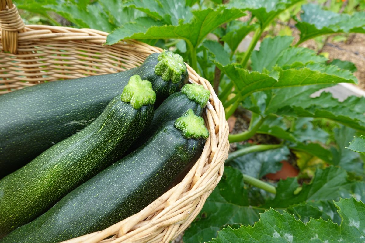 Harvest,Zucchini,In,The,Backyard,Garden.,Collect,Zucchini.,Calabin,Harvest