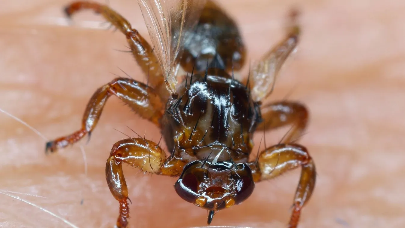 Kullancslégy: Már itt van velünk, de kell-e tőle félni?