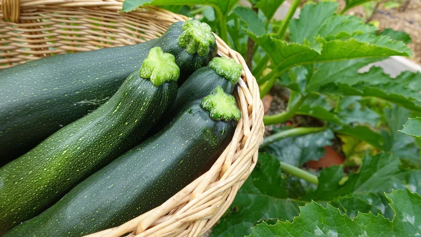 Így gondozd a cukkinit, és bámulatosan sokat fog teremni