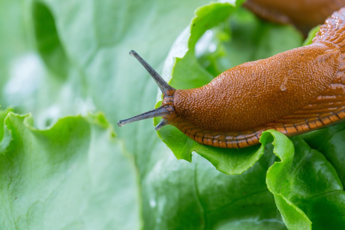 A,Slug,In,The,Garden,Eating,A,Lettuce,Leaf.,Snail