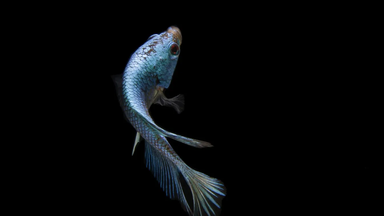 Bibliai csapás érte Iránt: élő halak potyogtak az égből