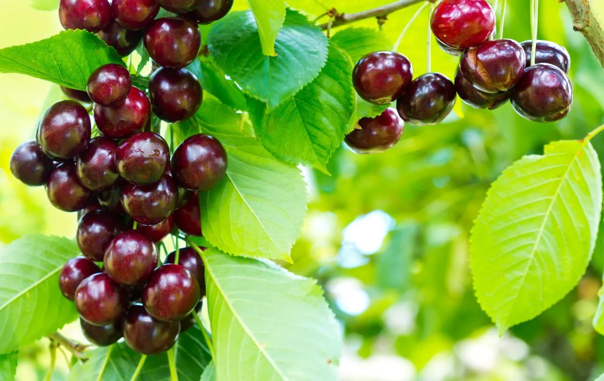 Close,Up,On,Big,Cherries,Hanging,On,A,Cherry,Tree