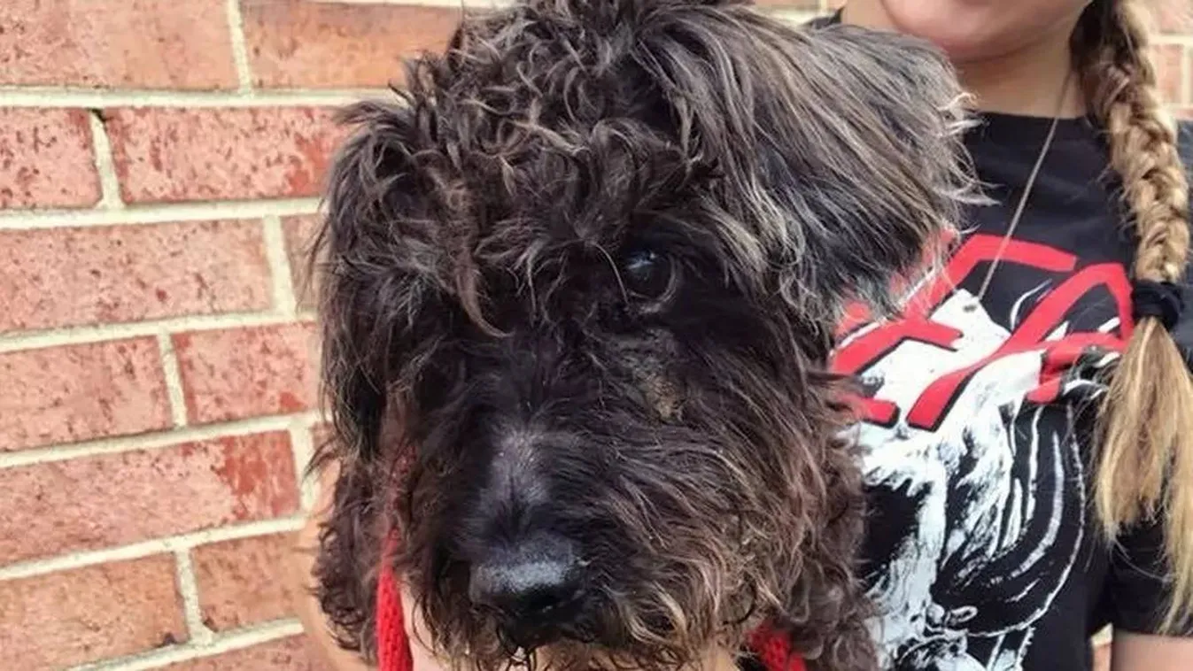 Az utcán hagytak egy imádnivaló kutyát, ezzel a szívszorító üzenettel a nyakán