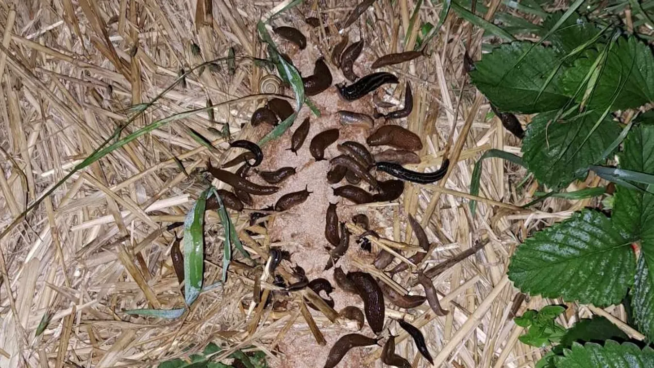 Így vedd fel a harcot a meztelen csigák ellen