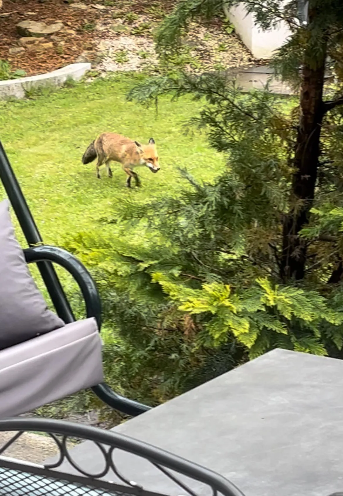 Évát és családját rendszeresen látogatják rókák /