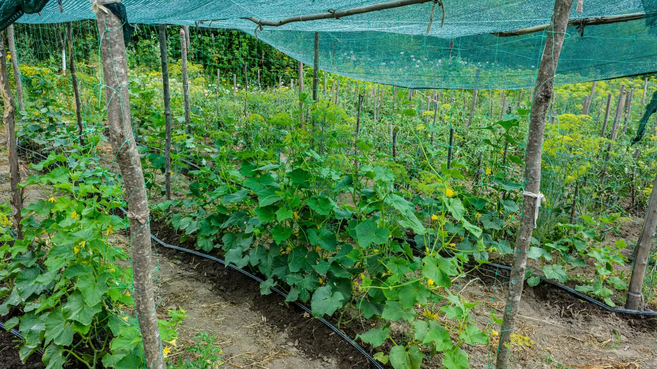 Így árnyékold a kerted, hogy ne égesse ki a nap a növényeid