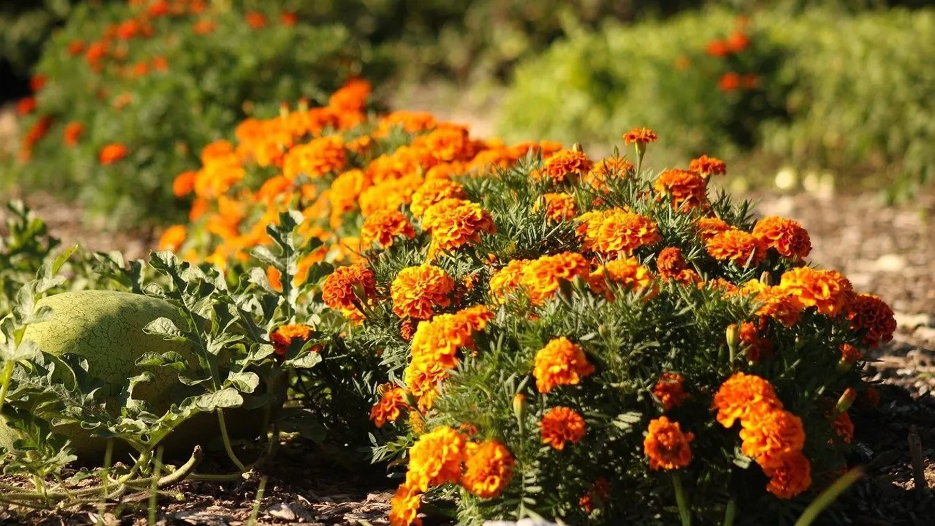 Ez az egyszerű virág megmenti a veteményest, ültess minél többet belőle!
