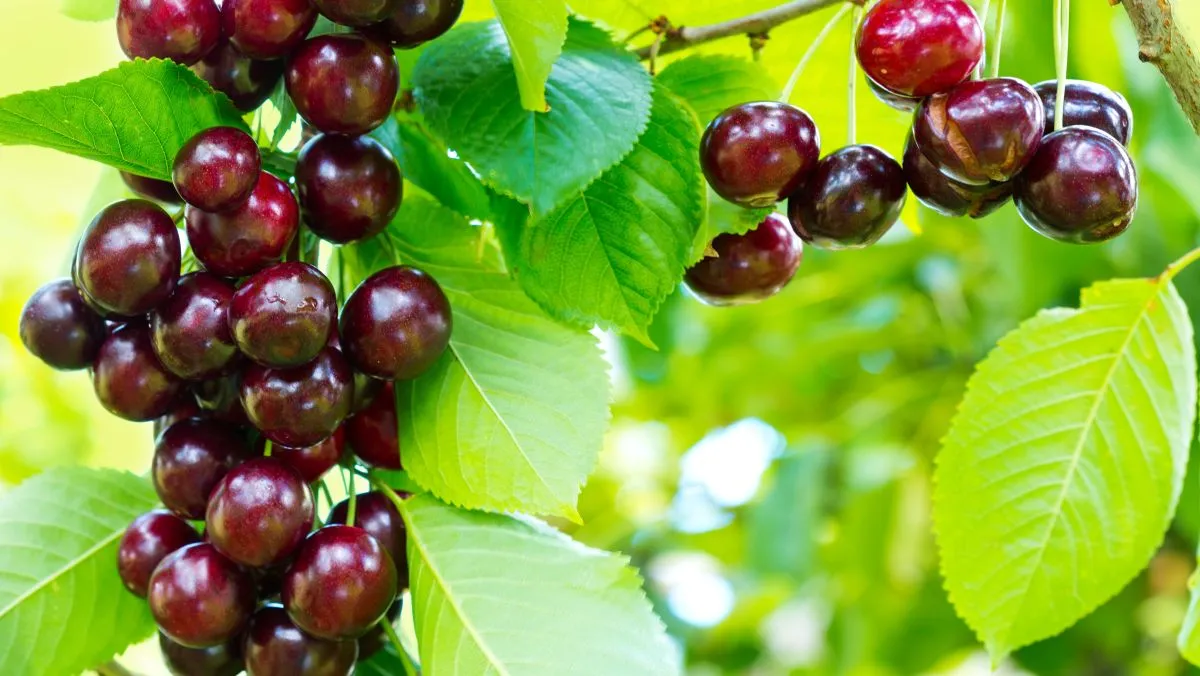 Close,Up,On,Big,Cherries,Hanging,On,A,Cherry,Tree cseresznye