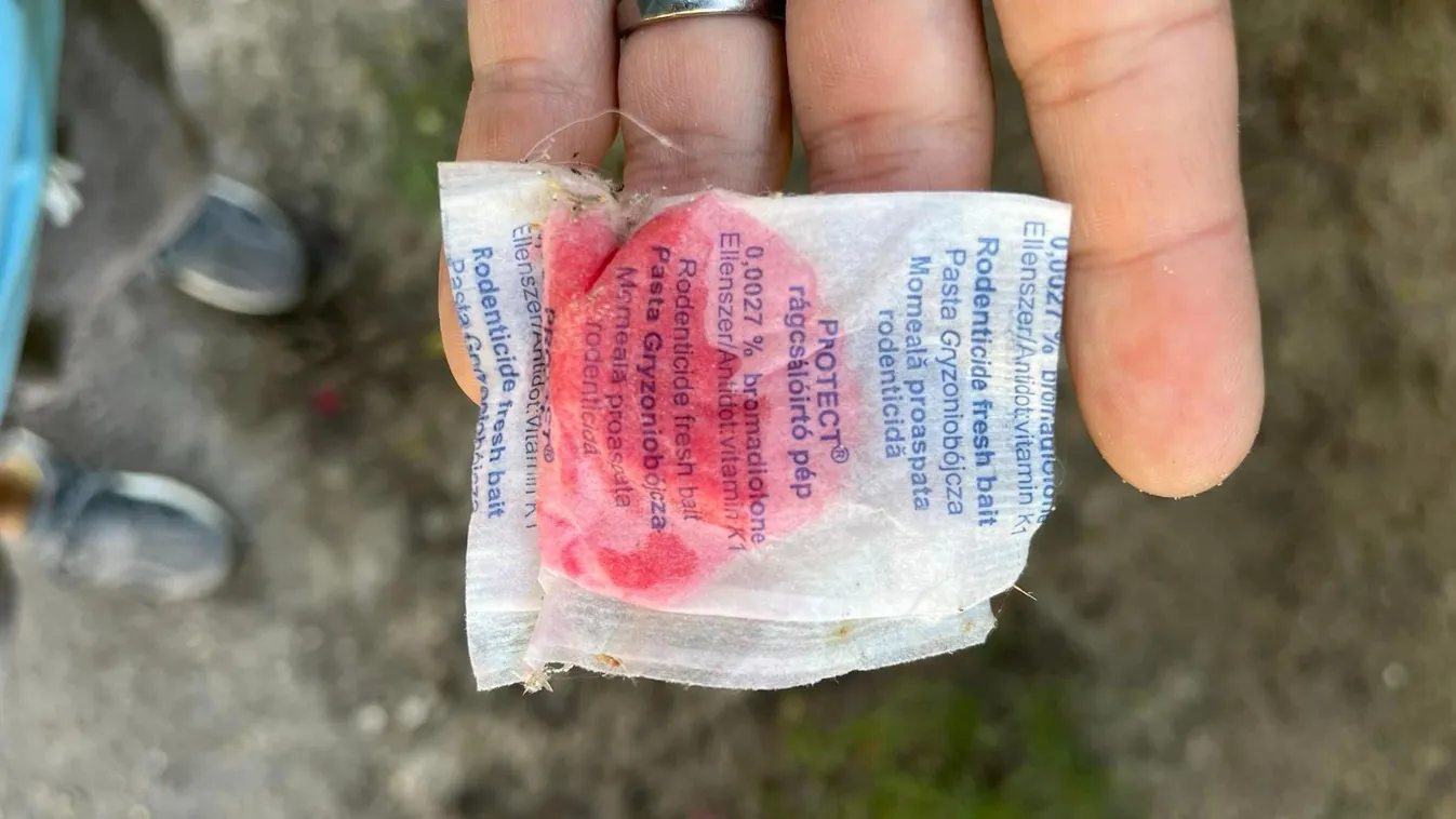 Furcsa tasakokat találtak Kecskeméten