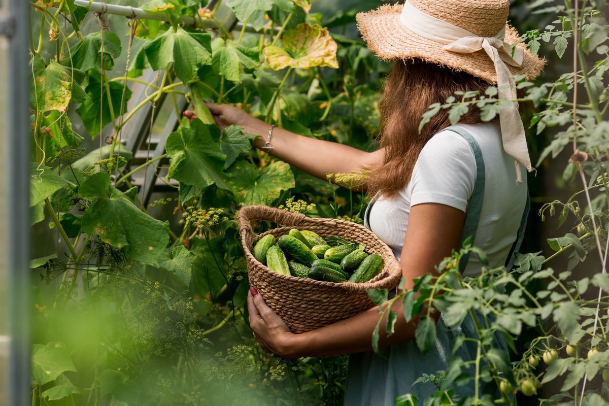 A,Farmer,Woman,In,A,Cotton,Apron,Tears,Cucumbers,In